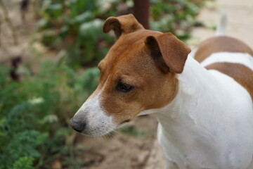 Jack Russell terrier dog portrait, natural light, outdoor