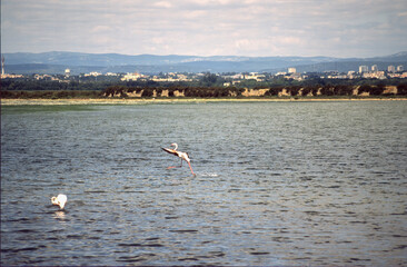 Ponds of Montpellier, summer landscape in Occitanie