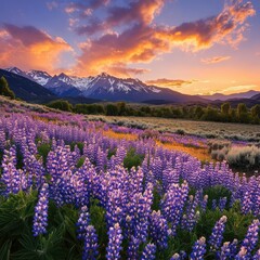 Obraz premium A sprawling field of purple lupines, with distant mountains and a dramatic sunset sky providing a stunning backdrop