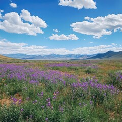 Obraz premium A sprawling meadow filled with purple wildflowers, framed by distant mountains and a bright blue sky overhead