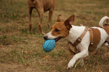 Jack russell terrier dog running holding a toy in her mouth 