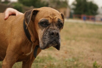 Boxer dog portrait, natural light, outdoor, nature on the background