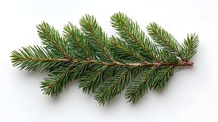 Vibrant green pine branches arranged naturally forming a lush,textural botanical background. The coniferous evergreen foliage with its needle-like leaves creates a fresh.