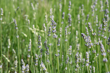 Obraz premium Purple blooming lavender in front of a green field