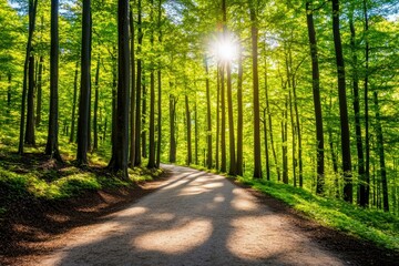 Obraz premium Serene forest path illuminated by sunlight, surrounded by lush green trees, creating a tranquil and inviting atmosphere.