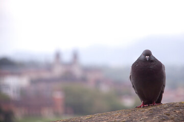 Gray dove rests with the city in the background out of focus
