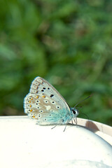 Side view of a blue butterfly on a white plastic surface on a green background. Its texture can be seen