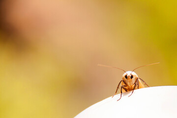 Frontal view of insect torso on white surface with blurred green background