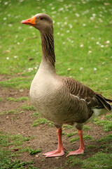 Left profile of brown duck with orange legs, beak and eye contour in green surroundings