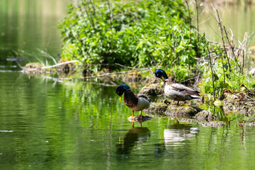 Ducks sleep, clean their feathers, eat algae. Ducks are beautifully reflected in water. A family of ducks, geese swims in a water channel, river, lake.