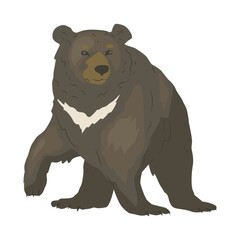 Himalayan bear with characteristic white stripe. The largest predator of the forest. Wild animal in the natural park. Vector illustration in flat style.