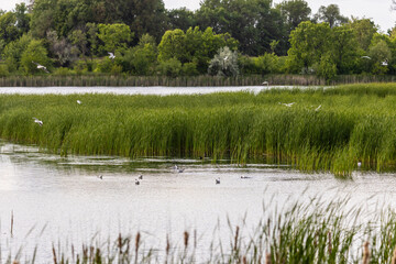 Many river gulls hunt fish in lakes, rivers, and canals. Seagulls fly over the water. Seagulls gracefully glide over the water's surface, their wings casting delicate shadows on the rippling waves.