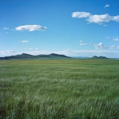 Obraz premium A vast, flat field of tall green grass swaying in the wind, with a distant mountain range visible under a bright blue sky
