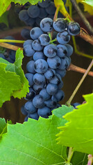 Dark grapes on a summer cottage. Harvesting. Wine making.