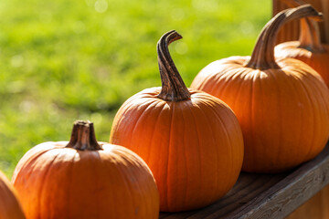 A bunch of pumpkins for sale