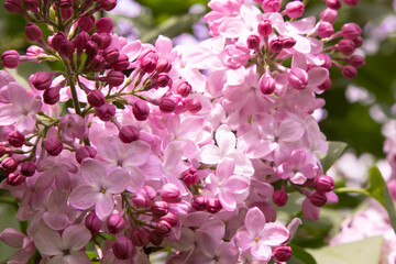 Lilac flowers blooming branch. Garden spring plant, Nature