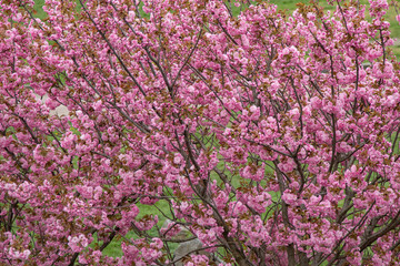 Sakura blooms with pink flowers. Trees in the garden. Buds on branches. Springtime nature plant