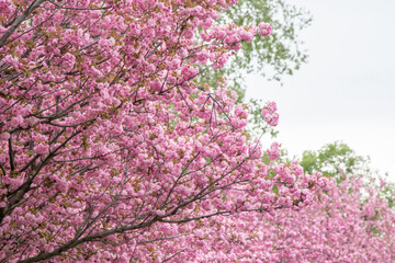 Sakura blooms with pink flowers. Trees in the garden. Buds on branches. Springtime nature plant