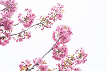 Sakura blooms with pink flowers. Trees in the garden. Buds on branches. Springtime nature plant