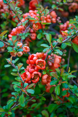 Red spring flower. Japanese quince Chaenomeles. Bud on a bush branch leaves in the garden. Nature plant blooming