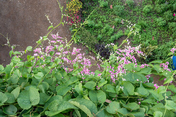 Springtime flora in a vibrant garden, with lush greenery and blooming flowers against a textured wall