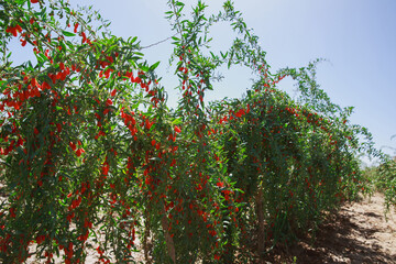Fototapeta premium Goji berry fruits and plants in sunshine field