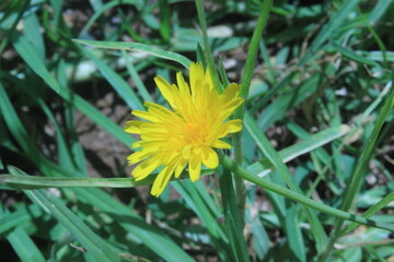 dandelion in the grass