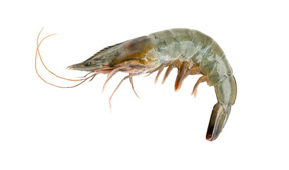 Close-up of a Single Raw Shrimp on a White Studio Background