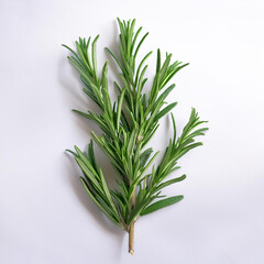 Obraz premium Rosemary, isolated on a clean, smooth white background