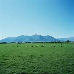 Obraz premium A wide-open green meadow with grazing sheep, framed by a distant mountain range under a bright blue sky