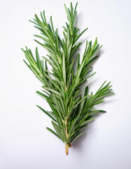 Fototapeta premium Rosemary, isolated on a clean, smooth white background