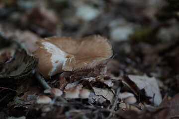 A lone mushroom stands tall on the forest floor, its delicate gills illuminated by a beam of sunlight against a dark, moody backdrop. A captivating glimpse into the quiet beauty of nature.