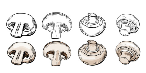 Sketch set champignon mushrooms, engraving with color. black and white line drawing