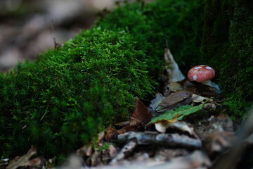A lone mushroom stands tall on the forest floor, its delicate gills illuminated by a beam of sunlight against a dark, moody backdrop. A captivating glimpse into the quiet beauty of nature.