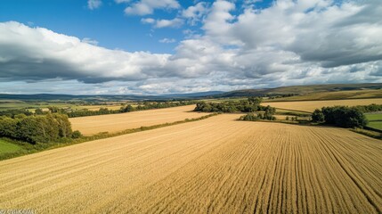 Obraz premium Aerial view of vast barley fields, with golden crops rippling in the wind under a partly cloudy sky.