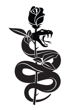 black snake with rose isolated on white background