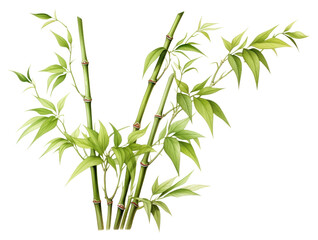 PNG Chinese bamboo plant white background freshness.