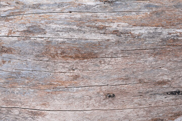 Une matière texture de bois sec sans écorce