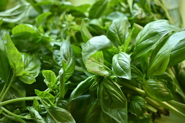 green basil leaf texture as a background, basil leaves closeup, green background basil leaf texture, growing basil in the garden, sustainable development in food	
