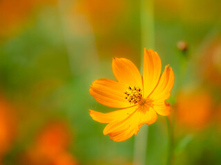 秋の公園や花壇を彩るコスモス（キバナコスモス）のある風景。背景。自然風景素材。