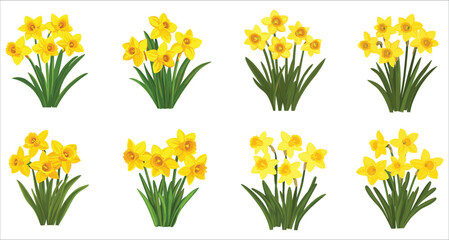 Collection of daffodil flower vectors, Elegant daffodil flower vector illustration, Colorful daffodil flower vector, Daffodil flower vector set with transparent backgrounds