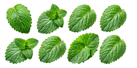 set of mint leave on a white background.AI GENERATED