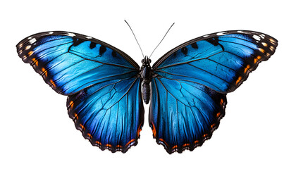Obraz premium Butterfly with vibrant blue wings, isolated on transparent background