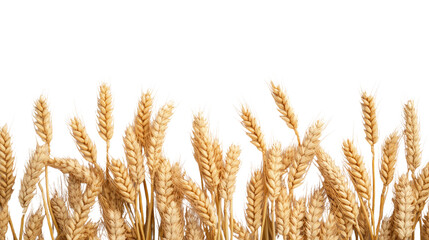 ears of wheat transparent background