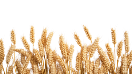 ears of wheat transparent background