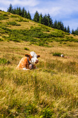 Zwei Kühe liegen im Gras in der Nähe vom Ofterschwanger Horn im Allgäu