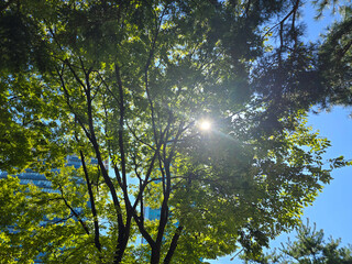 Beautiful Green trees in a city park, with sun rays through trees, Yeouido Park in Seoul, Korea, for a background	