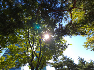 Beautiful Green trees in a city park, with sun rays through trees, Yeouido Park in Seoul, Korea, for a background	