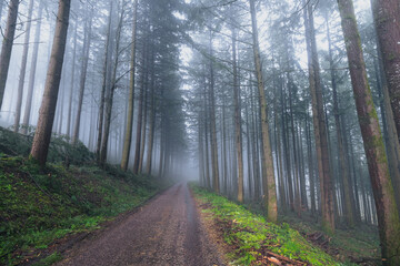 Fototapeta premium Un sous bois de forêt de sapins avec de la brume dans le pars naturel du Morvan