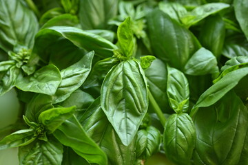 green basil leaf texture as a background, basil leaves closeup, green background basil leaf texture, growing basil in the garden, sustainable development in food	
